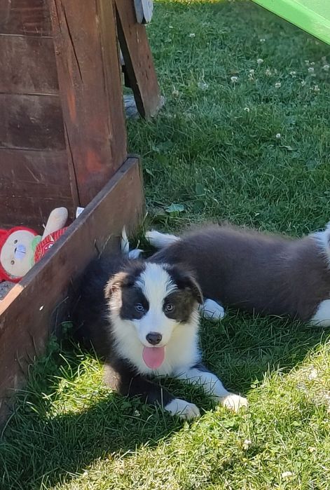 Border Collie piesek