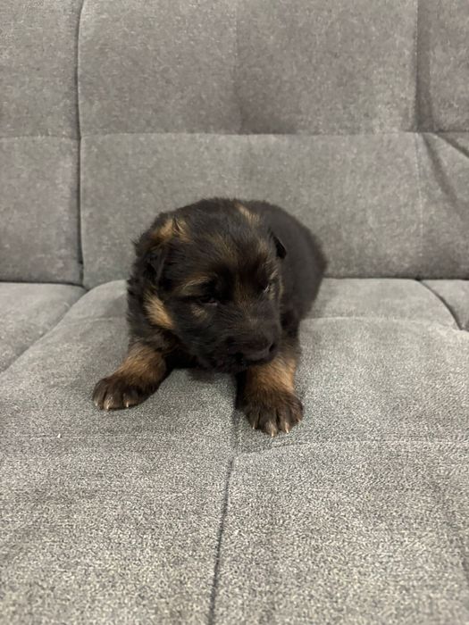 Owczarek Niemiecki Długowłosy- Szczenię do Rezerwacji