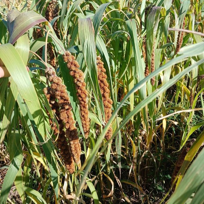 Продам зерно/колосок