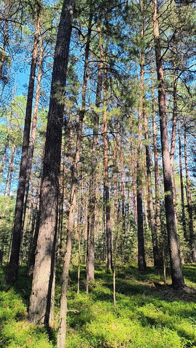 Sprzedam las sosnowy
