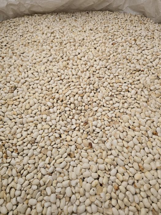 Pellet Sobianek Barlinek Olczyk Lava Olimp Sylva Pelleton Pelet Feniks