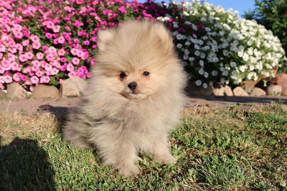 Szpic miniaturowy pomeranian z rodowodem