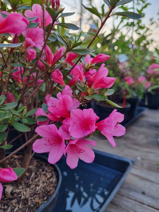 Азалія японська Madame van Hecke