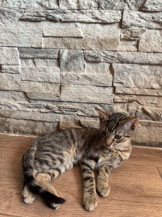 Oddam kocurka w dobre miejsce