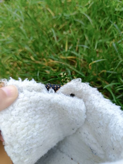 Ботінки черевики сапоги  Демі