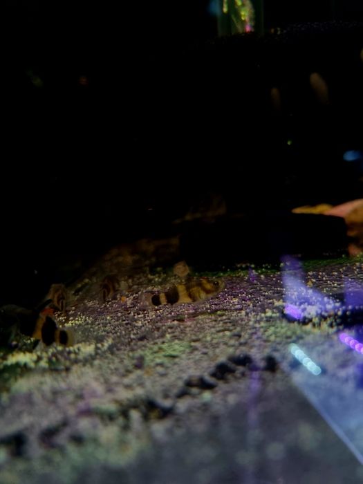 Babka osa (Brachygobius doriae)

)