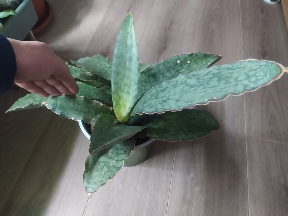 Сансевиерия Кirkii silver blue