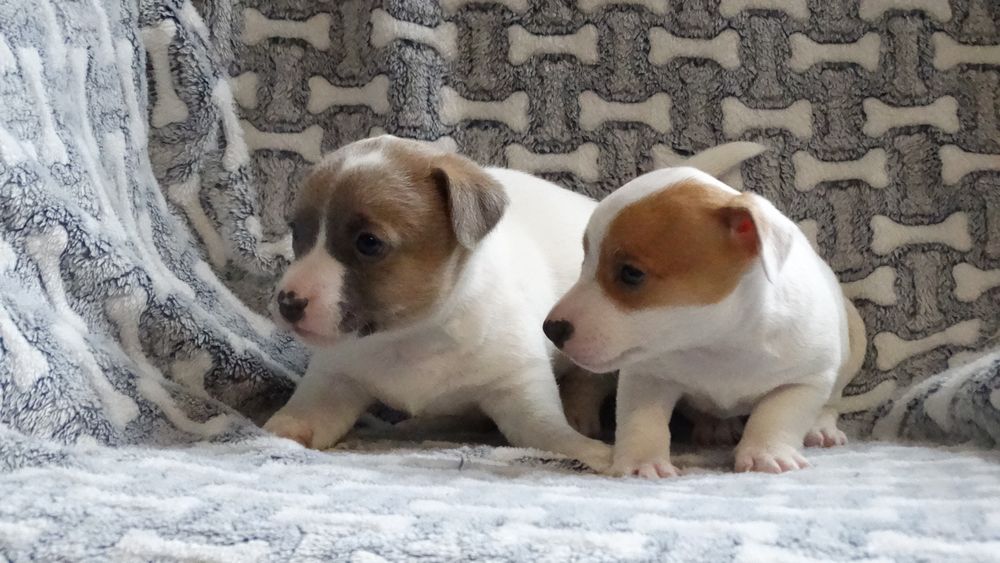 Jack russell Terrier