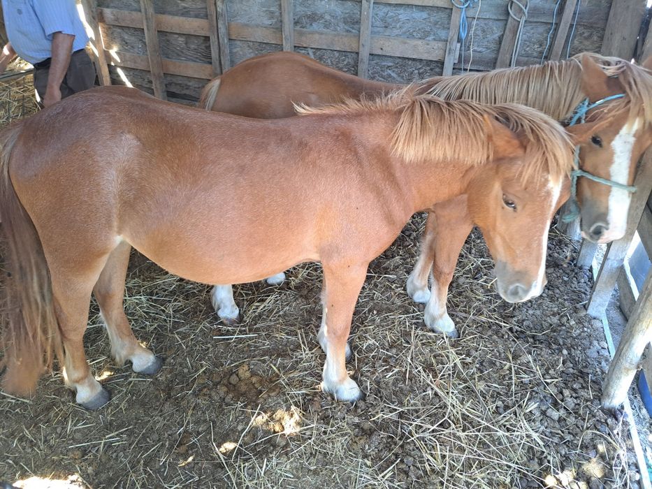 2 Garranas com 3 Anos