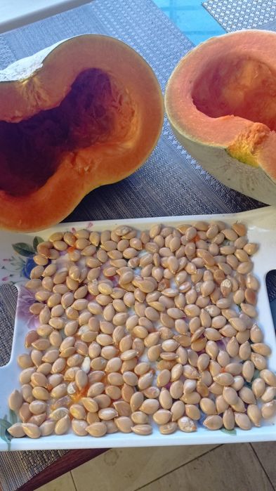 Насіння гарбуза Волзький