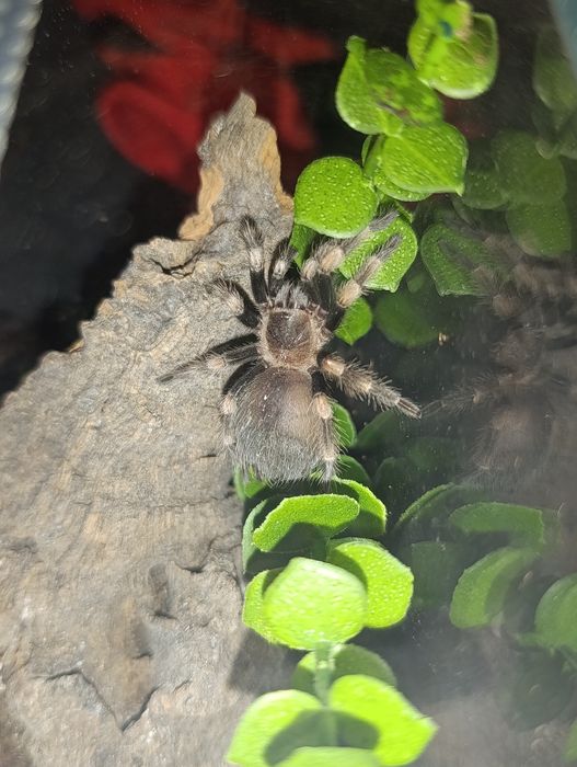 Ptaszniki, pająki dla początkujących