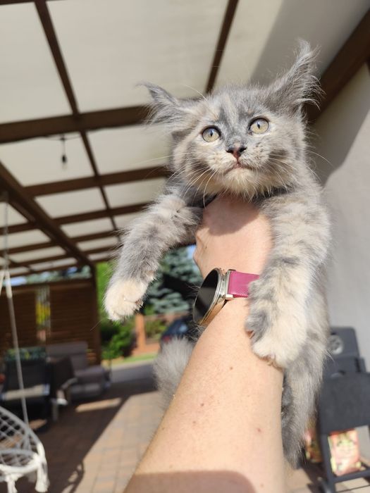 Kotka Maine coon