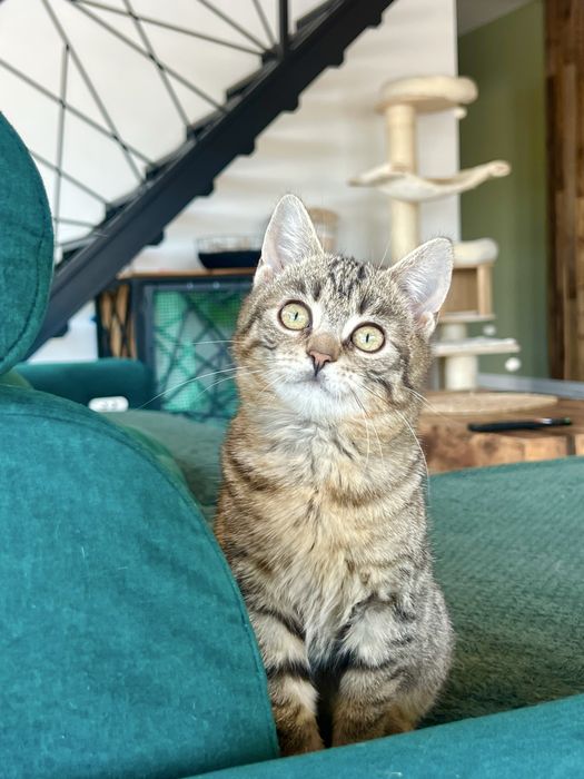 Borówka – młoda kotka,szuka  domu