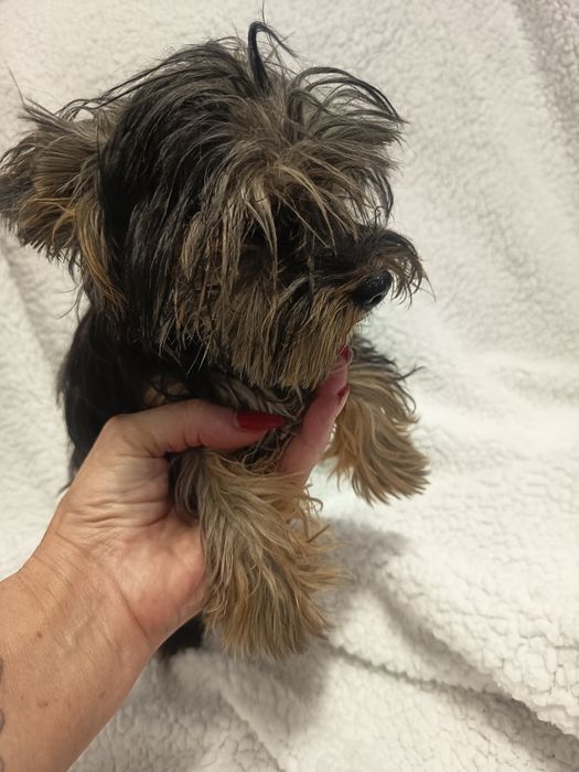 Linda cachorrinha Yorkshire Terrier , miniatura ,com 4 meses e meio ,1