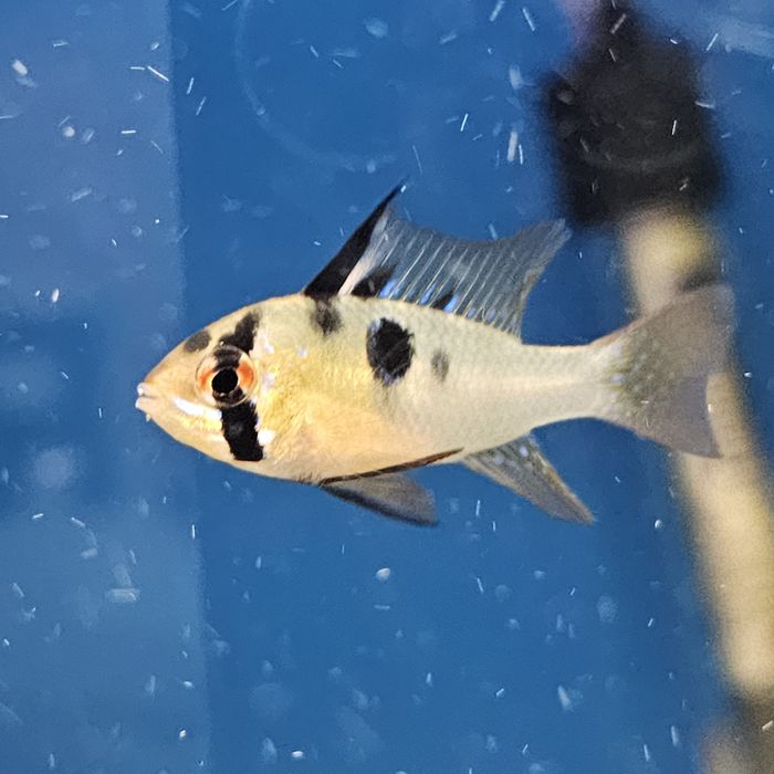 Rybka, RAMIREZKA rybki