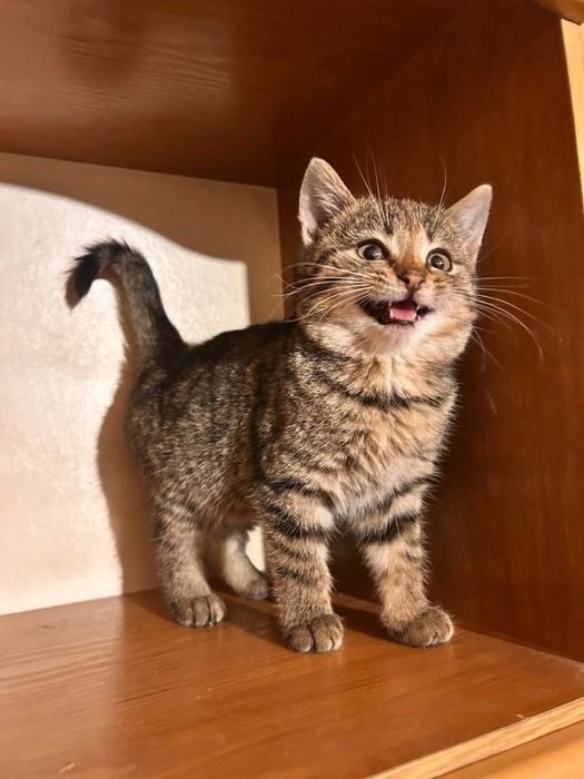 Kociaki w dwupaku zaczynaja rozglądac sie za nowym domem !