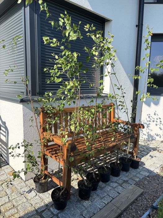Brzoza użyteczna Doorenbos betulus utilis szczepione brzozy 200cm