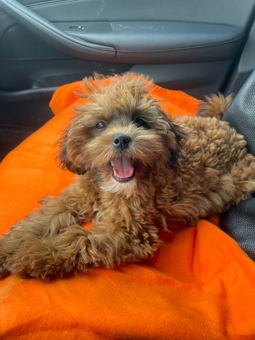 Pudel red toy z shih tzu jak maltańczyk nie york