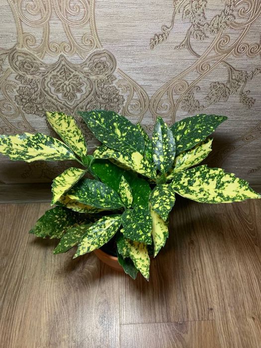 Аукуба  Японська