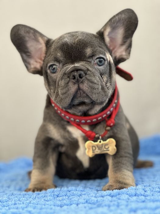 Щенки французкого бульдога