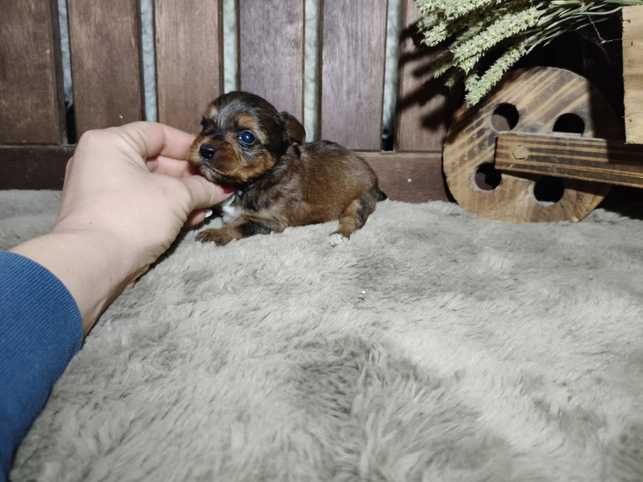 Yorkshire Terrier machinho gold