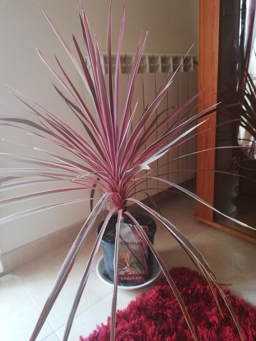 Planta "Tropical Cordyline"