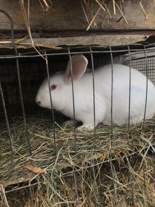 кролики домашні .