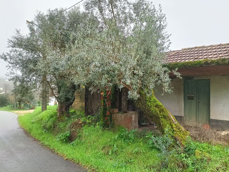 Oliveiras seculares64740204637185123