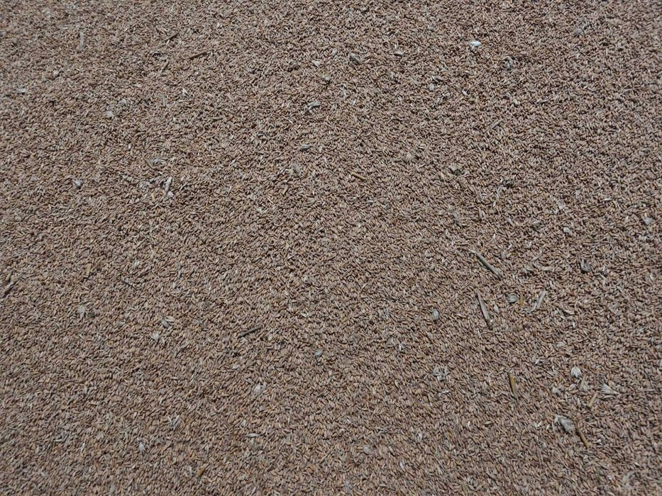 Sprzedam pszenżyto ozime