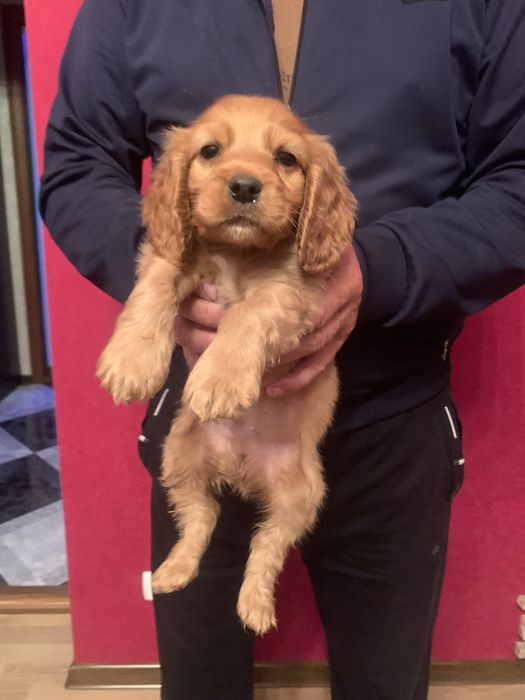 Продам цуценят Англійського Кокера