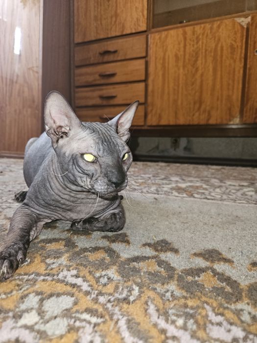 Донские сфинксы для вязки Киев.