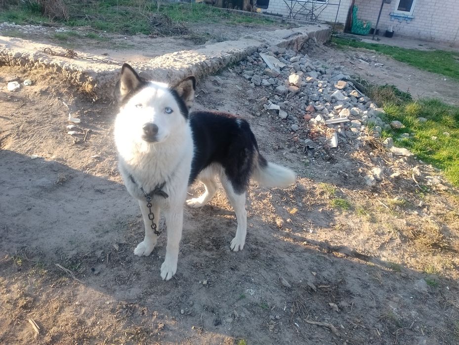 Пес Хаскі безкоштовно