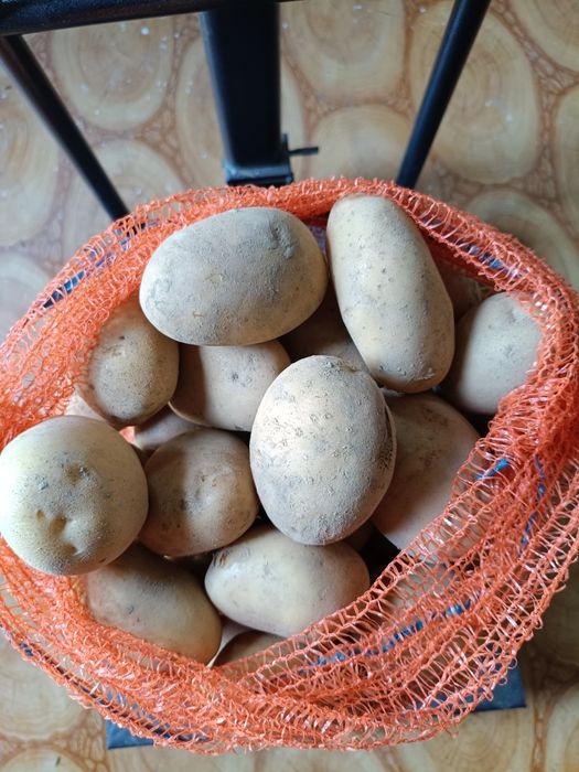 Ziemniaki Soraya z małego gospodarstwa