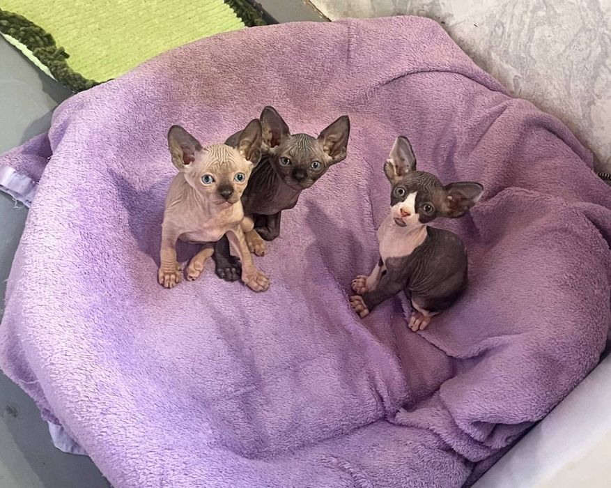 Сфінкс народились 14.02.2026