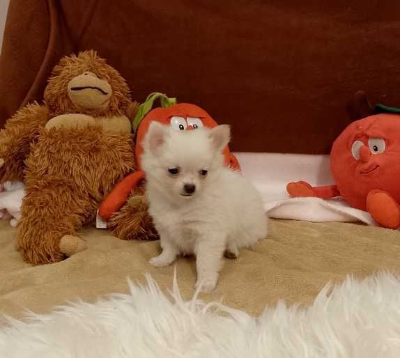 Chihuahua chłopiec długowłosy