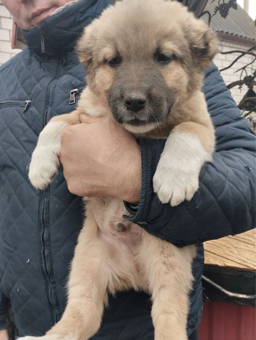 Продам цуценят Алабая