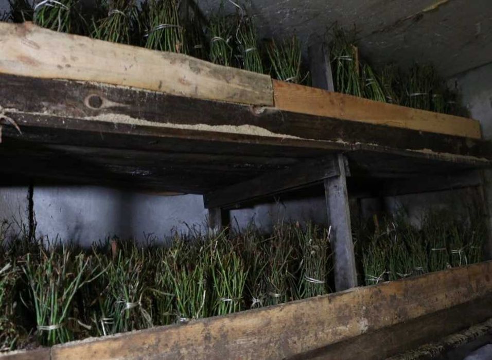 Холодильна установка для квітів, саджанців; холод. агрегати компресора