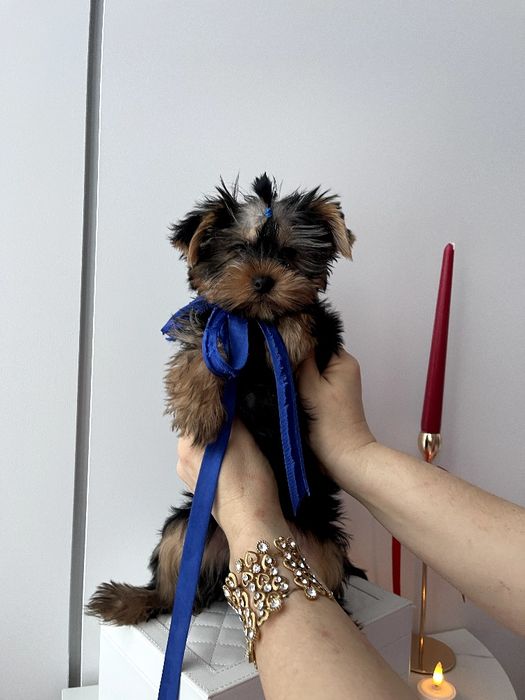 VIP Йорки — Доставка по Україні та Європі  з любовю