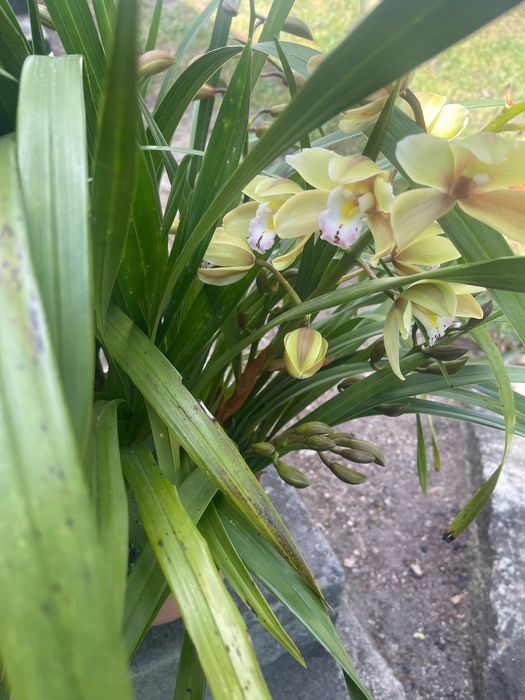 Orquídeas para venda