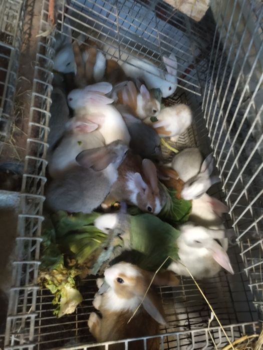 Coelhos caseiros Joane