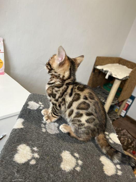 Бенгальські кошенята