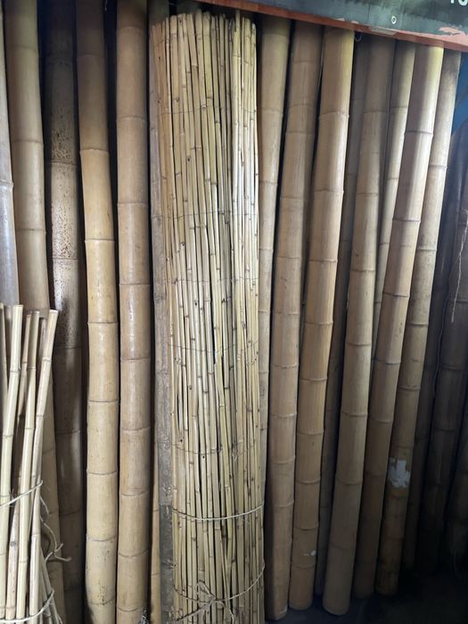Bambu 2,5m por 10/12 cm