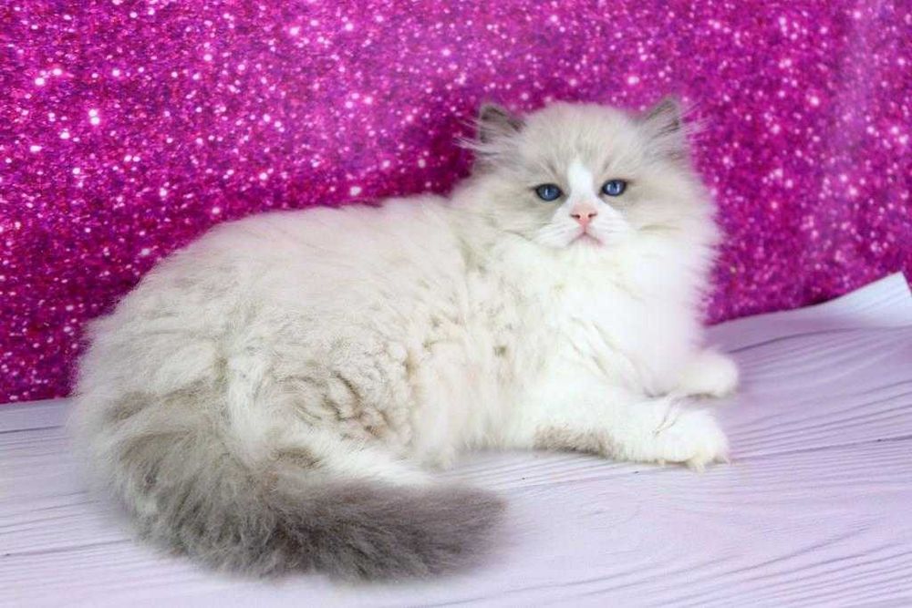 Мега красивий котик/хлопчик. Порода-Регдолл