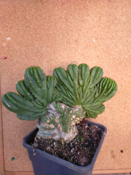 Cacto San Pedro cristata / monstruos