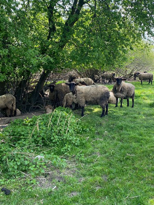Owce jagnięta czarnogłówka