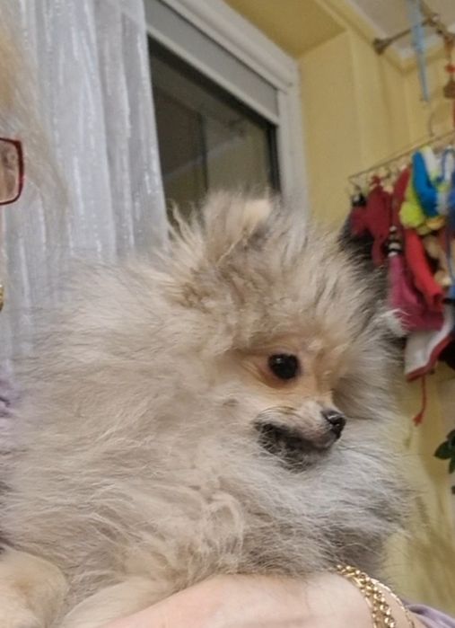 Szpic miniaturowy/Pomeranian mini sunia Orange Sable