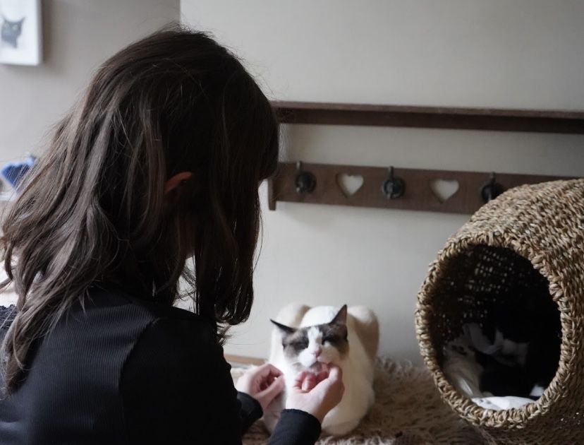 Pet sitting em Lisboa