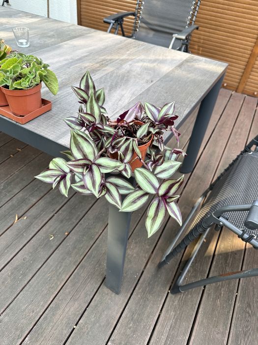 Trzykrotka w doniczne ok 12 cm