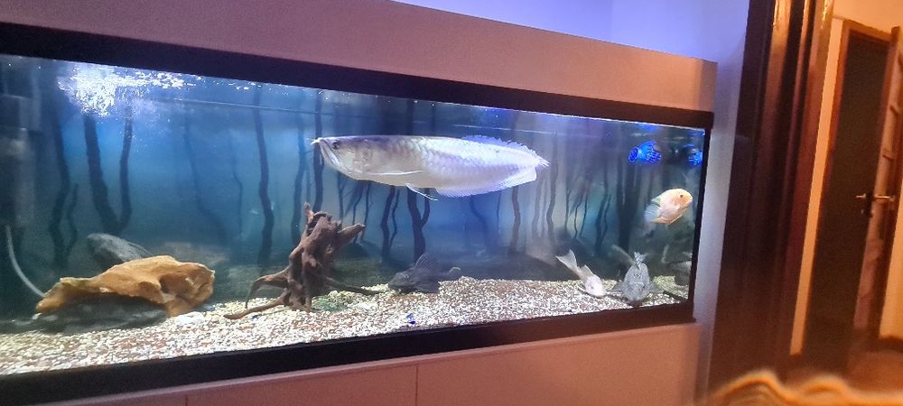 Aruanã 60 centímetros