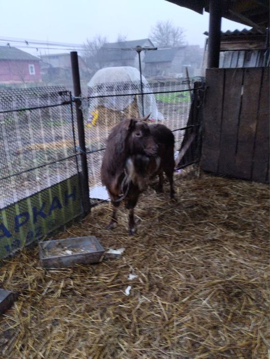 Козел альпійської породи